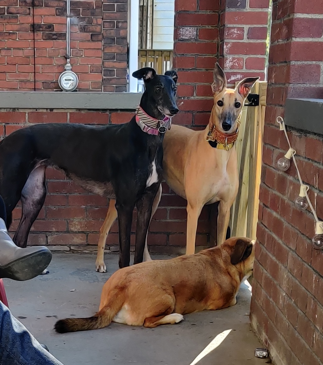 Rosie and Skye on the porch